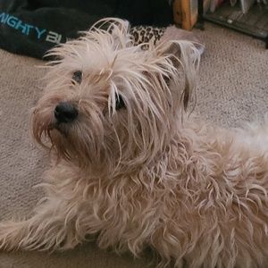 Meet your Posher, Ginger